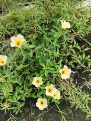 Turnera subulata