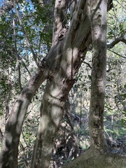 Prunus spinosa