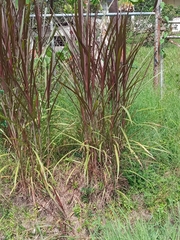 Cenchrus purpureus