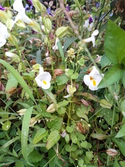 Torenia