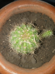 Echinopsis