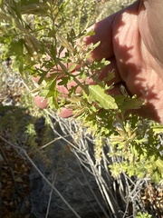 Brickellia laciniata