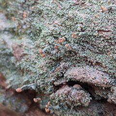 Cladonia peziziformis