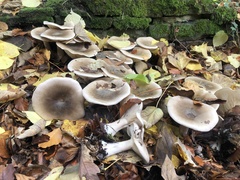Clitocybe