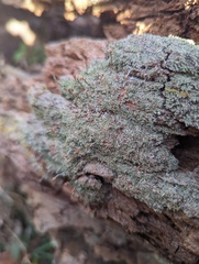 Cladonia peziziformis