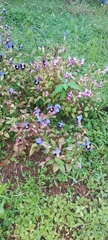 Torenia fournieri