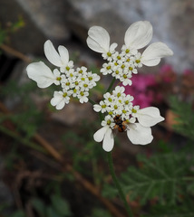 Semenovia transiliensis