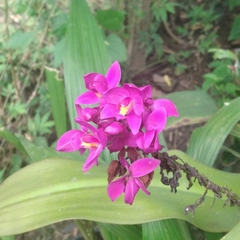 Spathoglottis