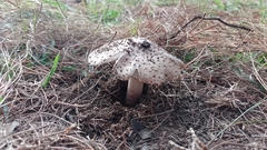 Amanita brunneolocularis