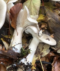 Clitocybe