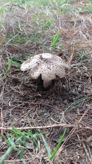 Amanita brunneolocularis