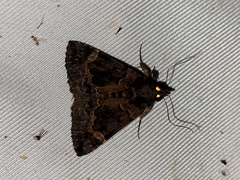 Hypena palparia