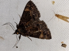 Hypena palparia