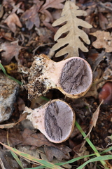 Scleroderma verrucosum