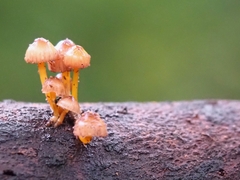 Mycena renati