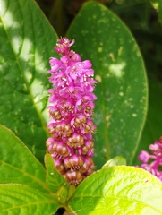 Phytolacca bogotensis