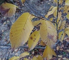 Ulmus minor