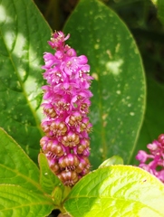 Phytolacca bogotensis