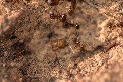 Myrmecophilus myrmecophilus