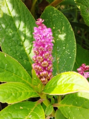 Phytolacca bogotensis