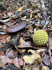 Hymenaea courbaril