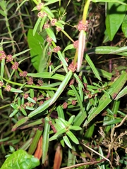 Ammannia baccifera