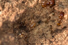 Myrmecophilus myrmecophilus
