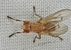 Diptera