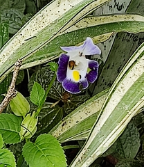 Torenia fournieri