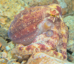 Amphioctopus siamensis