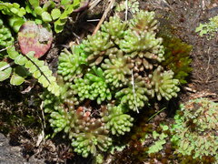 Sedum annuum