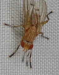 Diptera