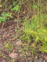 Carex cherokeensis