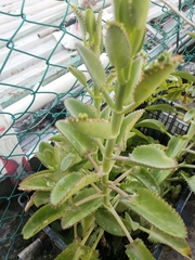 Kalanchoe laetivirens