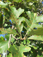 Quercus macrocarpa macrocarpa