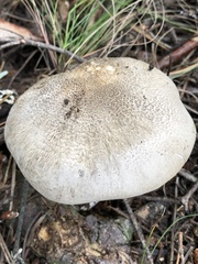 Tricholoma pardinum