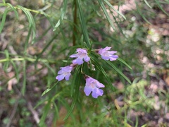 Westringia eremicola