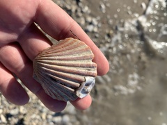 Argopecten irradians