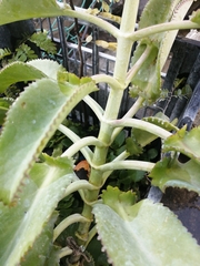 Kalanchoe laetivirens