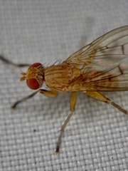 Diptera