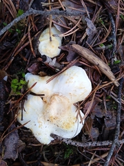 Albatrellus subrubescens