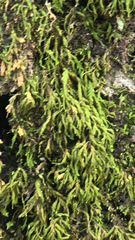 Pseudanomodon attenuatus