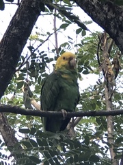 Amazona oratrix