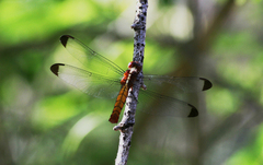 Thermorthemis madagascariensis
