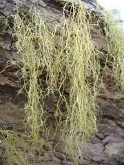 Usnea nidifica