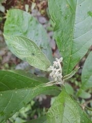 Gymnanthemum amygdalinum