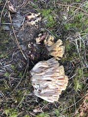 Ramaria maculatipes