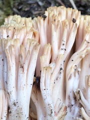 Ramaria maculatipes