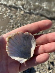 Argopecten irradians