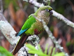 Pyrrhura frontalis